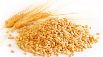 Wheat-berries