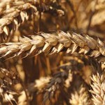 US drought gives mixed grain outlook
