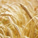 Wheat Extends Gains as Rain Threatens to Thwart U.S. Harvest