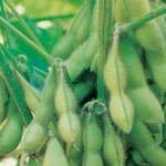Dryness causes Soybeans Advance to Two-Week High