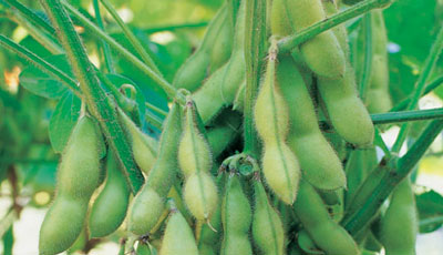 Soybeans