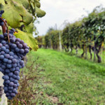 California Wine Country Quake Losses reach Billions