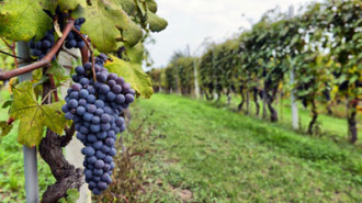 Napa-Sonoma-Wine-Country-in-Luxurious-Style