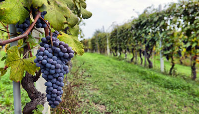 Napa-Sonoma-Wine-Country-in-Luxurious-Style