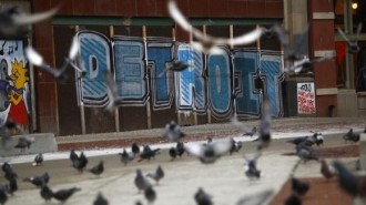 Pigeons are seen near graffiti in Detroit