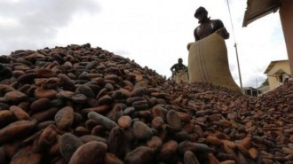 cocoa beans to dry in Niable