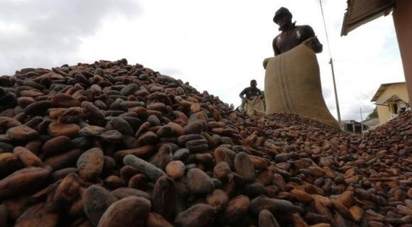 cocoa beans to dry in Niable