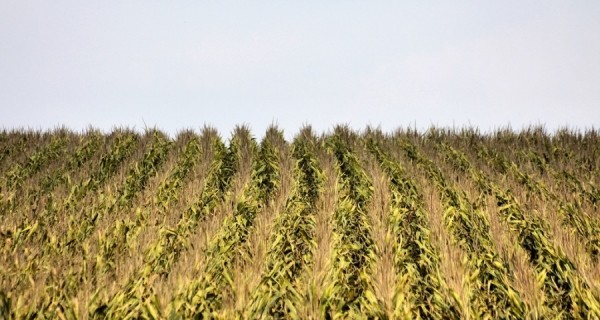 corn farm