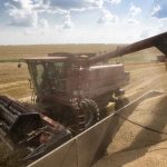 UN forecasts ‘relative tranquility’ in grain markets in 2017-18